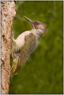 Observa Aves Foto 3